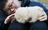 Zhang Yachun parle à Aluo, son "animal de compagnie", un robot BooBoo qui utilise l'intelligence artificielle pour interagir avec les humains, le 7 janvier 2025 à Pékin