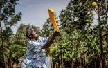 Une femme âgée joue au cricket dans le district de Jinja, le 10 janvier 2026, dans l'est de l'Ouganda