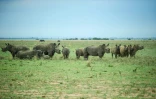 Des rhinocéros sans corne le 3 février 2016 dans le Rhino Ranch de John Hume, un éleveur de rhinocéros en Afrique du Sud