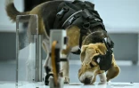 Un chien beagle, équipé d'un casque et de capteurs, renifle un échantillon lors d'un test de détection au laboratoire du centre Dognosis, le 28 juillet 2026 à Kempohalli, en périphérie de Bangalore, en Inde