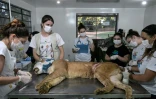 Un puma blessé dans un piège est soigné par des vétérinaires et des biologistes de l'association Mata Ciliar, à Jundiai, dans l'etat de Sao Paulo, au Brésil, le 29 mai 2025