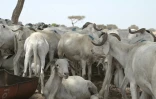 Des moutons au marché à bétail de Sewekhaye, au Sénégal, le 14 juin 2023