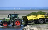 Des algues vertes sont ramassées sur la plage de Saint-Michel-en-Grève, le 20 juillet 2024