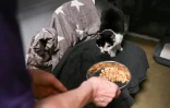 Une employée du refuge Mayhew nourrit un chat, le 3 avril 2025 à Londres