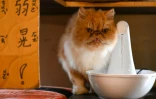 Un chat du café Mao Thai Thai boit à une fontaine pour chats, le 27 octobre 2021 au Nouveau Tapei, à Taïwan