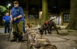 Des membres de l'association R.A.T.S près des rats que leurs chiens ont attrapés et tués, le 14 mai 2021 à New York