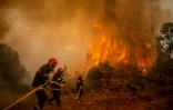 Des pompiers serbes luttent contre un feu de forêt sur l'île d'Eubée, le 9 août 2021 en Grèce