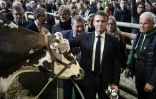 Le président français Emmanuel Macron auprès de la vache normande "Oreillette" et de son éleveur François Foucault (D), lors de la visite du 60e Salon international de l'agriculture (SIA) à Paris, le jour de son inauguration, le 24 février 2024