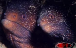 Fonds marins réunionnais vus par Laurent Bèche.