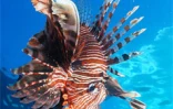 Fonds marins réunionnais vus par Laurent Bèche.
