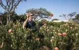 L'agriculteur Nico Thuynsma dans un champ de protéas poussant dans sa ferme de Cullinan, à l'est de Pretoria, le 3 juin 2025 en Afrique du Sud