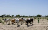 Un troupeau de vaches pait Ă Binder, dans le sud-ouest du Tchad, le 12 juin 2024