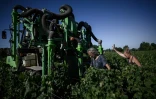 Irrigation dans le vignoble de Pessac-Léognan du Château Picque Caillou, le 2 août 2022, à Mérignac près de Bordeaux