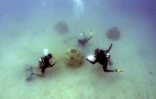 Des plongeurs du projet Reef2Reef inspectent une pépinière de corail à Portobelo, le 10 avril 2021 au Panama