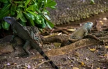 Des iguanes communs (iguana iguana) dans un parc du centre-ville de Fort-de-France, le 30 mars 2021 en Martinique