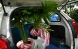 Le coffre d'une voiture chargé de plantes achetées dans une pépinière, le 29 octobre 2020 à Manille, aux Philippines