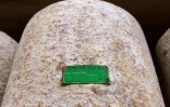 Une "fourme de Cantal fermier" avec son label d'identification dans une coopérative produisant du fromage à partir de lait de bufflonnes, le 29 août 2018 à Mauriac, dans le Cantal 