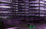 Des robots permettant de trasporter les plateaux de semences, roulent entre les allées d'une ferme "verticale" à Taastrup, en banlieue ouest de Copenhague, le 20 novembre 2020