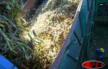 Mardi 15 juillet 2003, usine de Bois Rouge - La cannes est dirigée vers les broyeurs