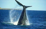Pour l'amour des baleines