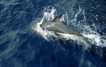 Pour l'amour des baleines