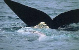 Pour l'amour des baleines