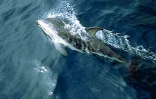 Pour l'amour des baleines