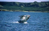 Pour l'amour des baleines