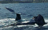 Pour l'amour des baleines