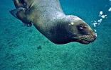 Pour l'amour des baleines