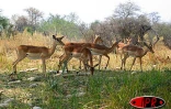 Réserve de Moremi/ Impalas

Photos Nathalie Lecomte - José Moreau