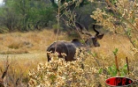 Xakanaxa /Réserve de Moremi/ Kudu

Photos Nathalie Lecomte - José Moreau