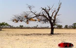 Nids sur un arbre mort (Sud)

Photos Nathalie Lecomte - José Moreau