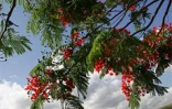 Arbre symbole de La RĂ©union, le flamboyant se pare de fleurs rouge vif pour les fĂȘtes de fin d'annĂ©e