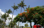Arbre symbole de La RĂ©union, le flamboyant se pare de fleurs rouge vif pour les fĂȘtes de fin d'annĂ©e