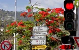 Arbre symbole de La RĂ©union, le flamboyant se pare de fleurs rouge vif pour les fĂȘtes de fin d'annĂ©e