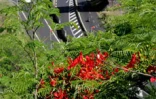 Arbre symbole de La RĂ©union, le flamboyant se pare de fleurs rouge vif pour les fĂȘtes de fin d'annĂ©e