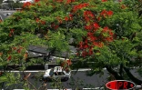 Arbre symbole de La RĂ©union, le flamboyant se pare de fleurs rouge vif pour les fĂȘtes de fin d'annĂ©e