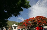 Arbre symbole de La RĂ©union, le flamboyant se pare de fleurs rouge vif pour les fĂȘtes de fin d'annĂ©e