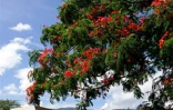 Arbre symbole de La RĂ©union, le flamboyant se pare de fleurs rouge vif pour les fĂȘtes de fin d'annĂ©e