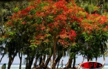 Arbre symbole de La RĂ©union, le flamboyant se pare de fleurs rouge vif pour les fĂȘtes de fin d'annĂ©e