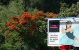 Arbre symbole de La RĂ©union, le flamboyant se pare de fleurs rouge vif pour les fĂȘtes de fin d'annĂ©e
