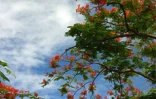 Arbre symbole de La RĂ©union, le flamboyant se pare de fleurs rouge vif pour les fĂȘtes de fin d'annĂ©e