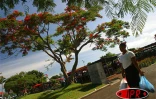Arbre symbole de La RĂ©union, le flamboyant se pare de fleurs rouge vif pour les fĂȘtes de fin d'annĂ©e
