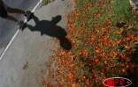 Arbre symbole de La RĂ©union, le flamboyant se pare de fleurs rouge vif pour les fĂȘtes de fin d'annĂ©e