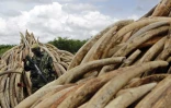Un membre du Service kényan de la faune (KWS) devant un tas de défenses d'éléphants devant être brûlées, dans le parc national de Nairobi le 28 avril 2016