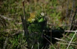 Un jeune érable pousse dans son filet de protection, dans l'un des nombreux champs où plusieurs centaines de milliers d'arbres sont plantés pour reboiser la zone de "La Forêt de Maubuisson" à Méry-sur-Oise, au nord-ouest de Paris, le 29 avril 2025