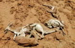 Photo fournie le 27 mai 2022 par la réserve de Sawa, en Irak, de gazelles de Rhim mortes de faim