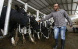 Les déjections des mille vaches de la ferme Jebrini produisent 380 kilowatts par heure à Hébron, en Cisjordanie, ici le 10 avril 2017