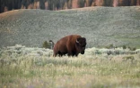 Un bison dans le parc national Yellowstone, le 9 juillet 2020 dans le Wyoming